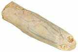 Fossil Sauropod Dinosaur (Rebbachisaurus) Tooth - Morocco #267322-1